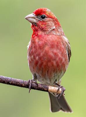 47: Finch -- House-1