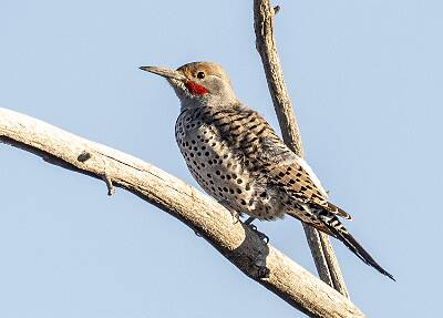 36: Flicker - Northern-1