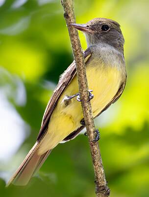 51: Flycatcher - Great Crested-1