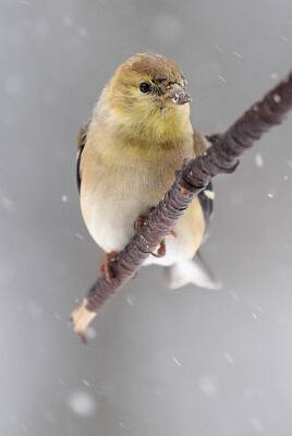 37: Goldfinch - American-1