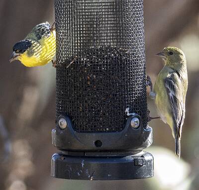 38: Goldfinch - Lesser-1