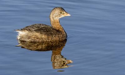 41: Grebe - Pied-billed-1