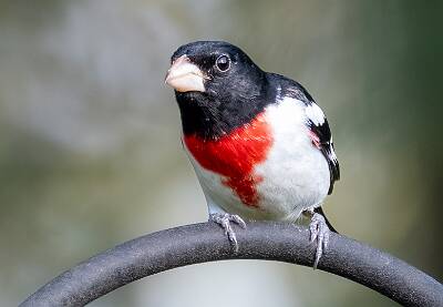 60: Grosbeak - Rose-breasted-1