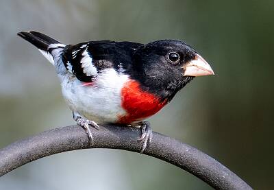 61: Grosbeak - Rose-breasted-2