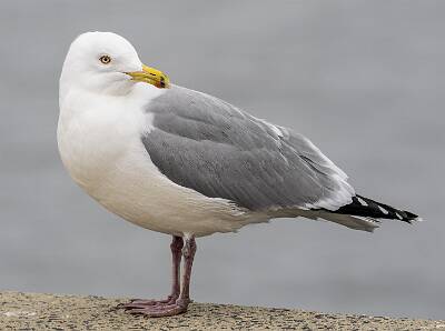 42: Gull - Herring-1