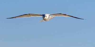 43: Gull - Ring-billed-1