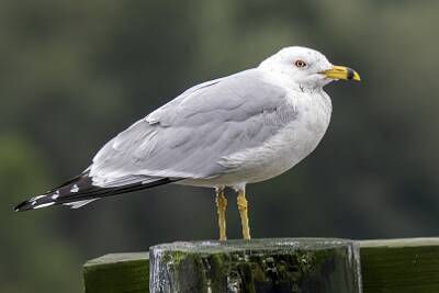 44: Gull - Ring-billes-1