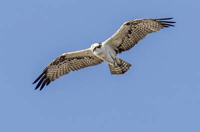 48: Hawk - Osprey-1