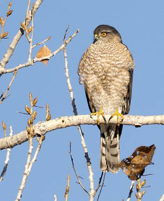 50: Hawk - Sharp-shinned-1