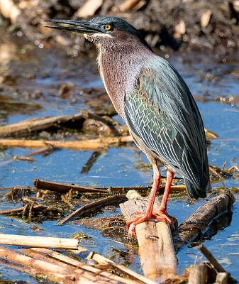71: Heron - Green-1