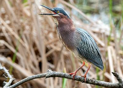 72: Heron - Green-2