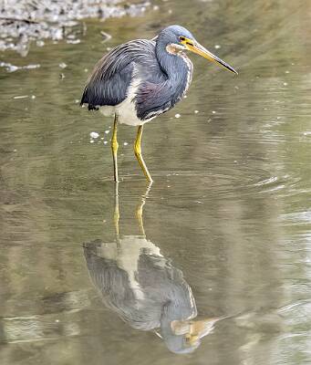 53: Heron - tri-colored-1