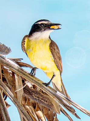 90: Kiskadee - Great-1