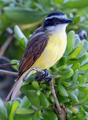 91: Kiskadee - Great-2