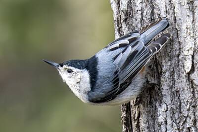 61: Nuthatch – White-breasted-1