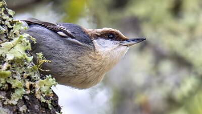 60: Nuthatch - Brown-headed-1