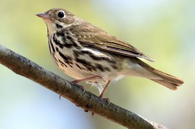 98: Ovenbird-1