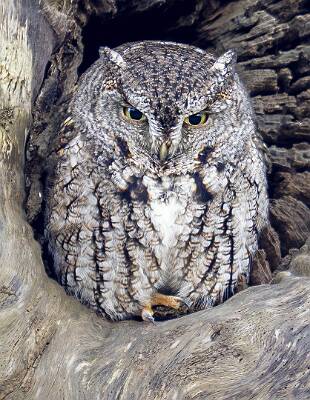 62: Owl - Eastern Screech-1