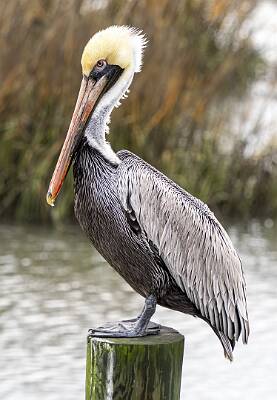 63: Pelican - Brown-1