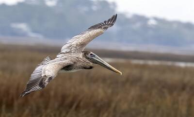 64: Pelican - Brown-2