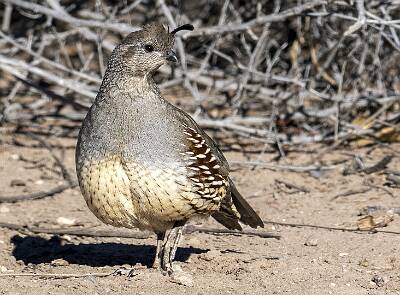68: Quail - Gambels-1
