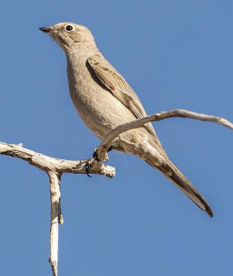 71: Solitare - Townsends-1