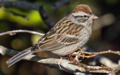 72: Sparrow - Chipping-1