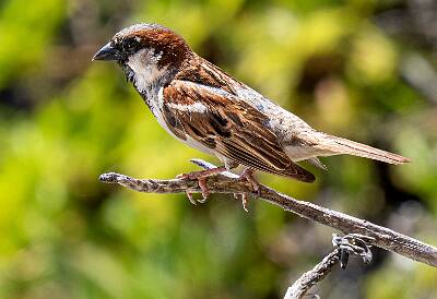 121: Sparrow - House-1