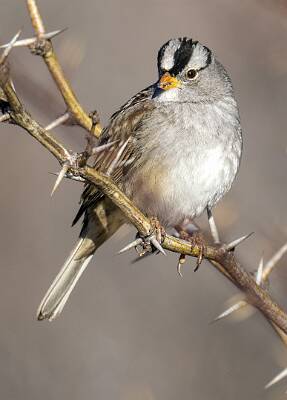 73: Sparrow - White-crowned-1