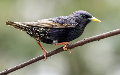126: Starling - European-1