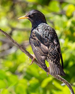 127: Starling - European-2