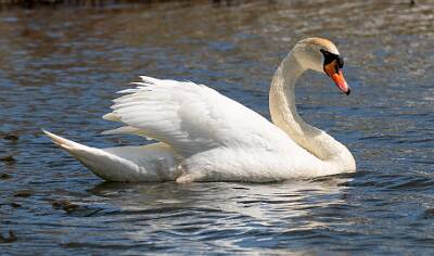116: Swan - Mute-1