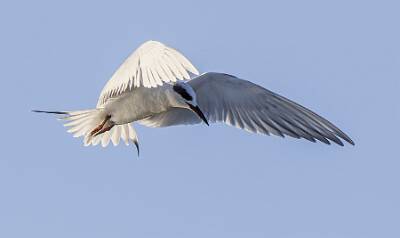 77: Tern - Fosters-1