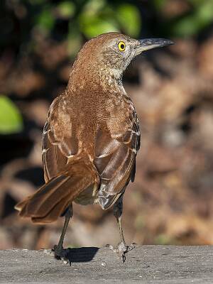 79: Thrasher - Brown-1