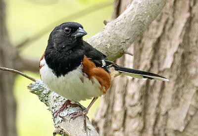 139: Towhee - Eastern-1
