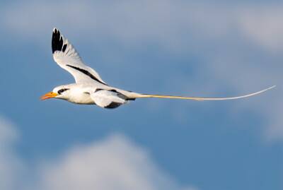 141: Tropicbird - White-tailed-1