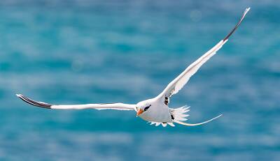 142: Tropicbird - White-tailed-2