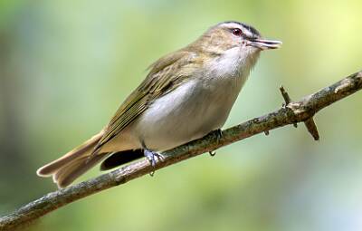 146: Vireo - Red-eyed-1