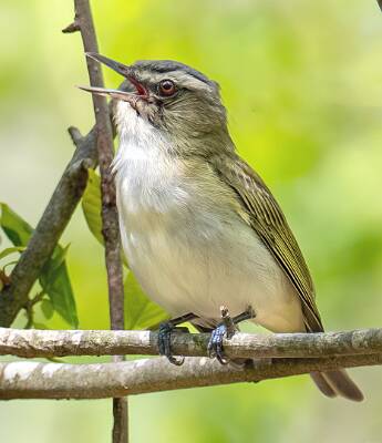 147: Vireo - Red-eyed-2