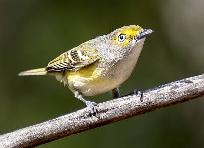 83: Vireo - White-eyed-1
