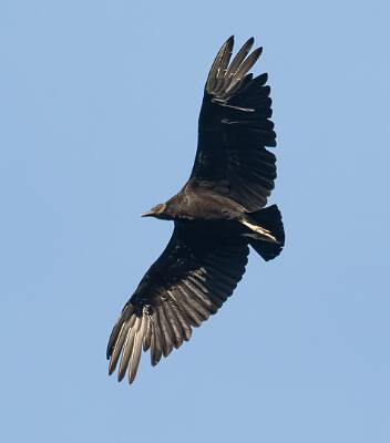 156: Vulture - Black-1
