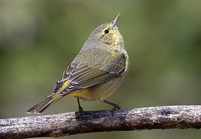 84: Warbler - Orange-crowned-1