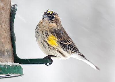 86: Warbler - Yellow-rumped-1