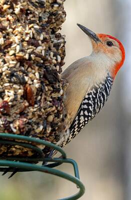 160: Woodpecker – Red-bellied