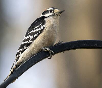 88: Woodpecker - Downy-1