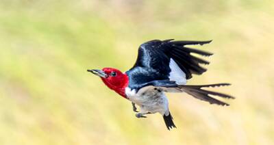 168: Woodpecker - Red-headed-2