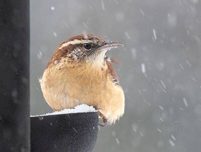 90: Wren - Carolina-1