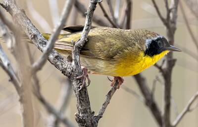 169: Yellowthroat - Common-1