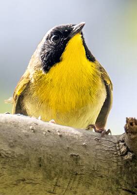 170: Yellowthroat - Common-2