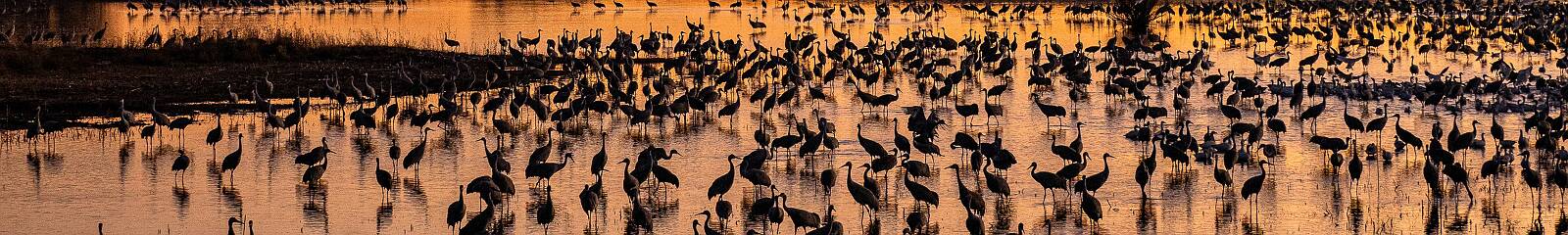 Click to show or hide the buttons